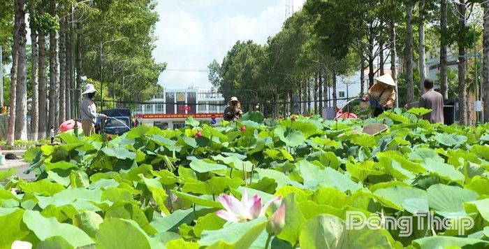 Không gian “Con đường Sen” được tổ chức trên đường Lý Thường Kiệt.