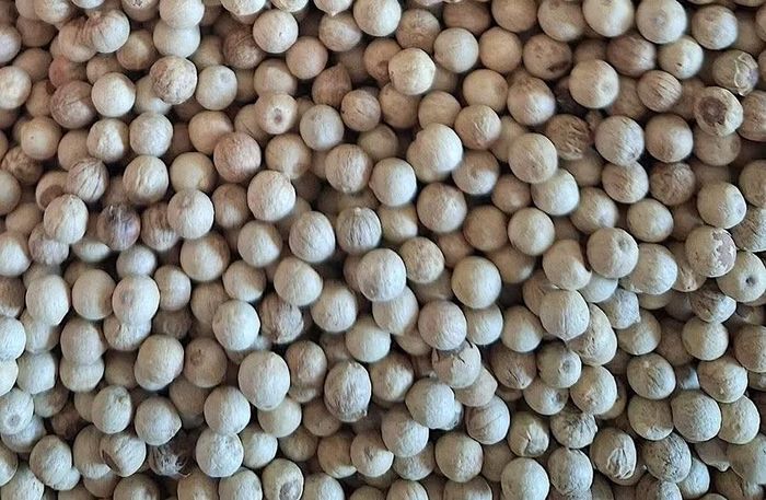  Thị trường hồ tiêu tuần qua khởi sắc khi giá thu mua tăng lên mức 138.500-140.500 đồng/kg. Ảnh: M.T 