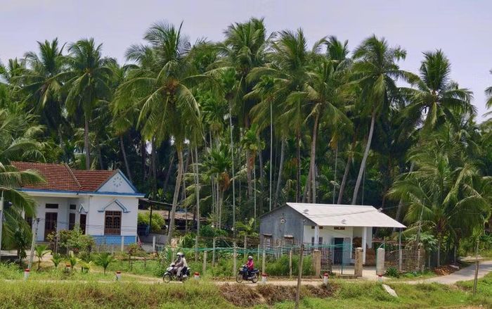 Hai bên tuyến đường mới kết nối QL 1 với tuyến đường ven biển (ĐT 639) thuộc địa bàn phường Hoài Nhơn, có nhiều vườn dừa trải dài, tạo nên cảnh quan đặc trưng có thể khai thác du lịch. Ảnh: H.T