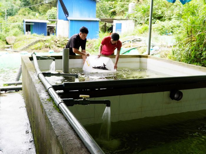 Gia đình anh Phàn A Páo thả cá giống vào bể nuôi. 