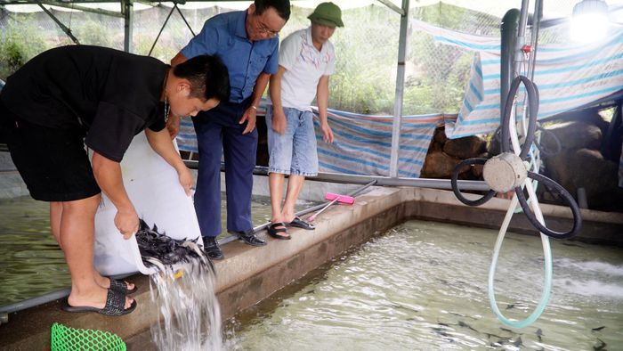 ... thả cá giống vào bể nuôi.