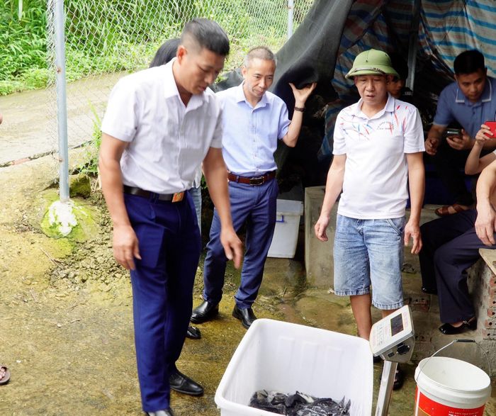 ... kiểm tra trọng lượng cá giống.