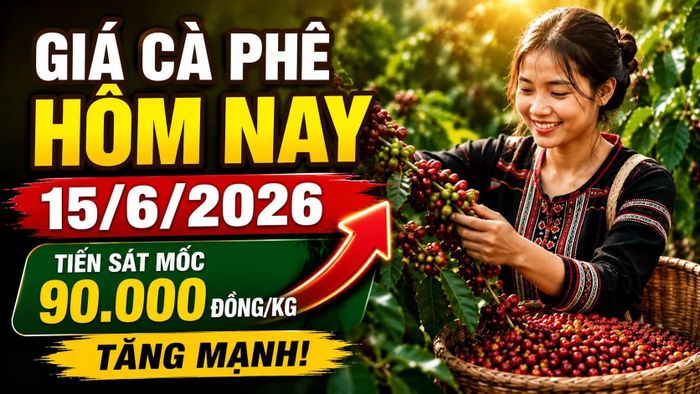 Cập nhật giá cà phê trong nước và thế giới sáng 15/6/2026. Hình minh họa