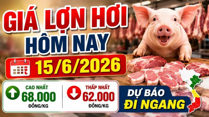 Cập nhật giá lợn hơi 3 miền sáng 15/6/2026. Hình minh họa