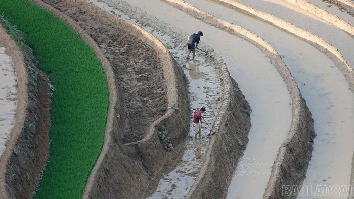 Người dân duy trì sản xuất trên ruộng bậc thang, góp phần gìn giữ danh thắng qua từng mùa vụ.