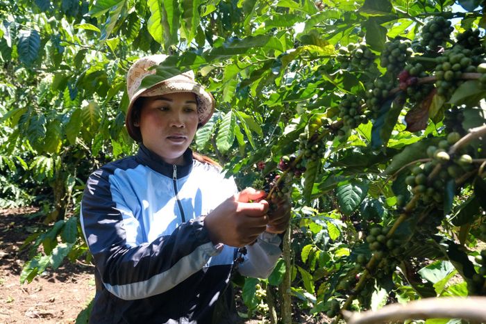 Những năm gần đây, cây cà phê đem lại thu nhập ổn định cho người dân địa phương