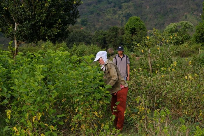 Nhiều diện tích sản xuất lúa kém hiệu quả được người dân chuyển đổi trồng dâu tằm