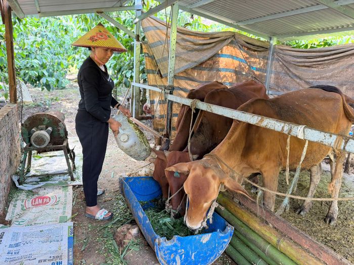 Chăn nuôi bò sinh sản trên địa bàn xã Đam Rông 2