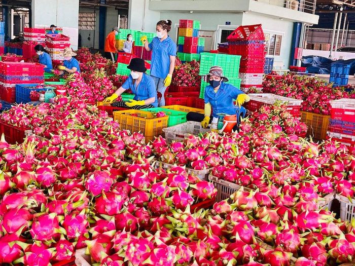 HTX Thanh Long Thuận Tiến (xã Hàm Liêm), thành viên tham gia mạng lưới Nông dân Việt Nam xuất sắc