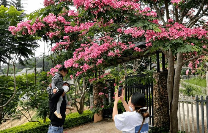 Mỗi khi mùa hoa về, nhiều người dân và du khách tranh thủ lưu lại những khoảnh khắc đẹp bên những hàng cây trước nhà hoặc dọc các tuyến đường quen thuộc