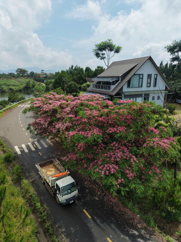 Tại Lâm Đồng, muồng anh đào được trồng từ nhiều năm trước chủ yếu để lấy bóng mát và tạo cảnh quan, nhưng những năm gần đây mới trở thành điểm check-in được nhiều du khách tìm kiếm