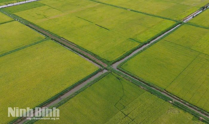 Vùng sản xuất lúa tập trung tại phường Yên Thắng được quy hoạch bài bản, đây là kết quả từ quá trình tích tụ ruộng đất gắn với chuỗi liên kết bền vững.