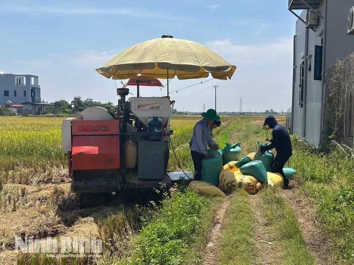 Áp dụng cơ giới hóa đồng bộ và bán thóc tươi ngay tại ruộng giúp các thành viên CLB Đại điền tối ưu hóa chi phí, cầm chắc lợi nhuận.