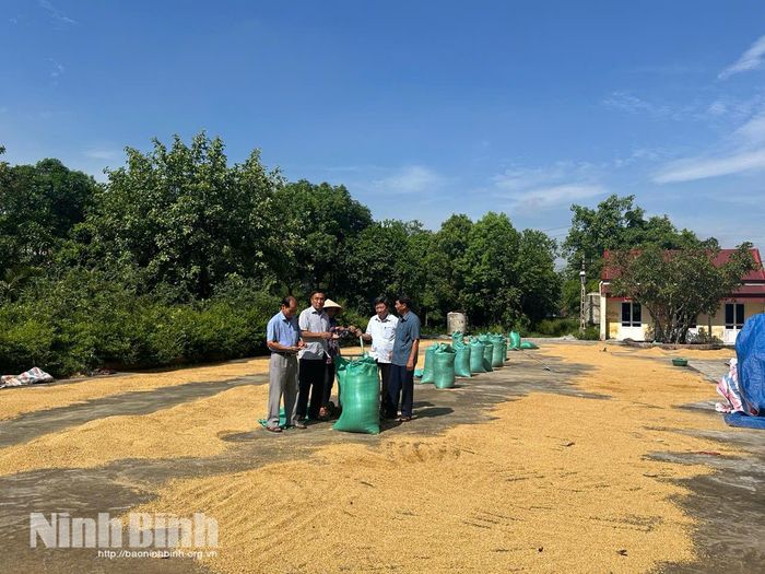 Thiếu liên kết trong sản xuất đặt ra bài toán khó với HTX Nghĩa Thái (xã Nghĩa Hưng) trong việc tiêu thụ thóc ở vụ lúa Xuân 2026 này.