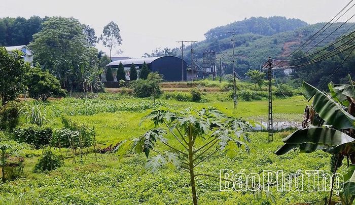 Nhiều diện tích đất công ích tại xã Quảng Yên có quy mô nhỏ lẻ.
