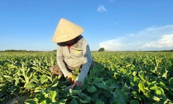 Chính quyền địa phương đang hoàn tất hồ sơ đánh giá, công nhận lại sản phẩm OCOP cho dưa hấu Hàm Ninh - Ảnh: Đ.N
