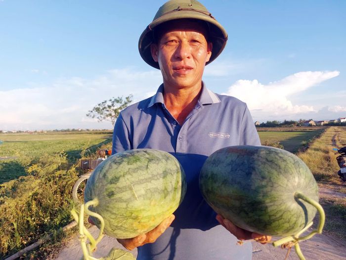 Dưa hấu Hàm Ninh được canh tác theo hướng hữu cơ, được thị trường ưa chuộng - Ảnh: ĐN
