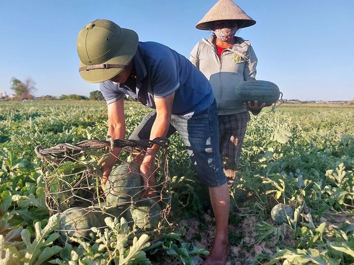 Dưa hấu Hàm Ninh mặc dù có giá thành cao nhưng khách hàng vẫn ưu tiên lựa chọn - Ảnh: ĐN