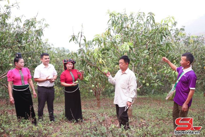 HTX Nông nghiệp Xuân Tiến, bản Sai, xã Yên Châu hướng dẫn các thành viên HTX kỹ thuật chăm sóc xoài tròn hữu cơ.