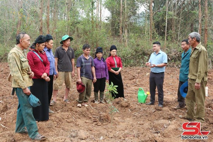 Hội Nông dân xã Yên Châu hướng dẫn các hội viên kỹ thuật chăm sóc cây vải Hưng Yên.