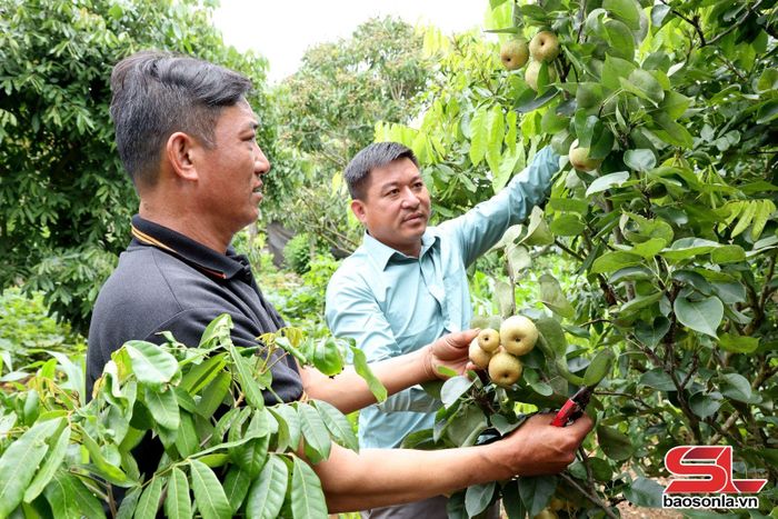 Thành viên HTX Đại Phát, bản Nhạp kiểm tra diện tích cây ăn quả.