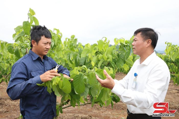 Lãnh đạo Phòng Kinh tế xã Mai Sơn thăm mô hình trồng na của HTX OHAYO, tiểu khu Bình Minh.