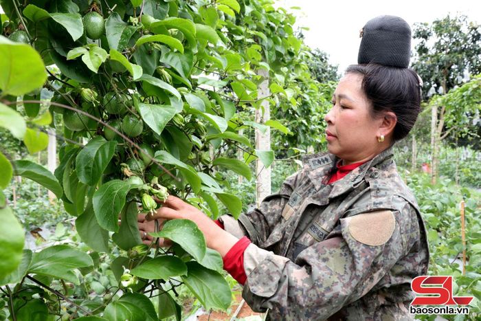 Thành viên HTX Đại Phát, bản Nhạp kiểm tra diện tích cây chanh leo.