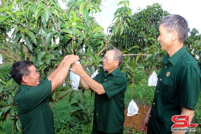 Thành viên HTX Cựu chiến binh Mai Sơn, tiểu khu 1, chia sẻ kỹ thuật bao trái xoài.