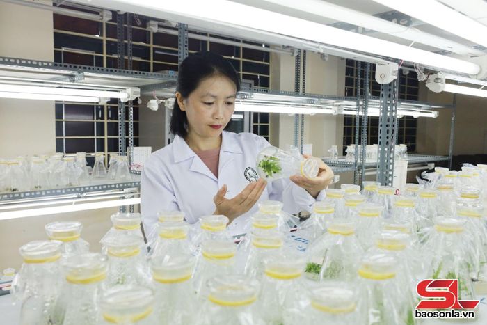 PGS.TS Vì Thị Xuân Thủy, giảng viên Trường Đại học Tây Bắc trong một giờ nghiên cứu.