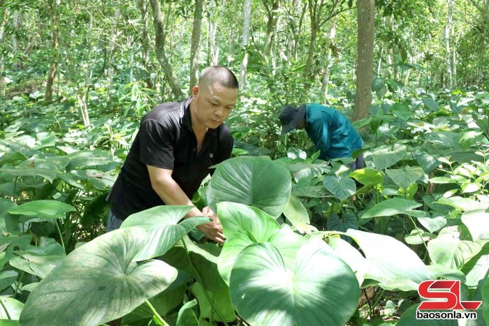Người dân xã Mường Chiên chăm sóc cây dược liệu dưới tán rừng