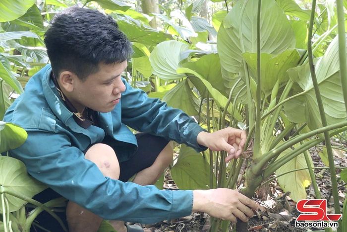Người dân bản Pạ Lò, xã Mường Chiên chăm sóc cây thiên niên kiện.