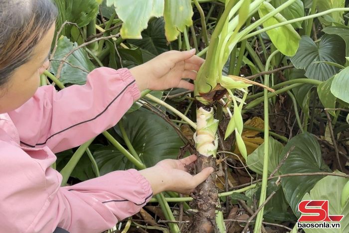 Thiên niên kiện lấy thân rễ để làm thuốc.