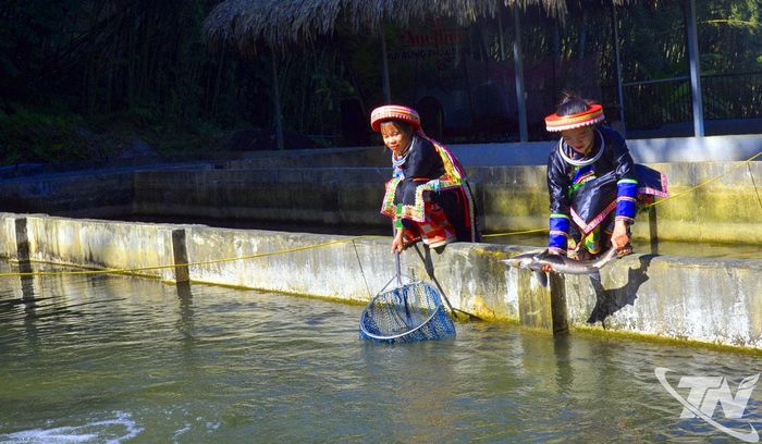 Đồng bào Dao nuôi cá tầm ở Thượng Minh.