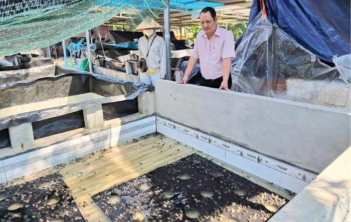 Mô hình nuôi ếch giống mang lại thu nhập hàng trăm triệu đồng mỗi năm