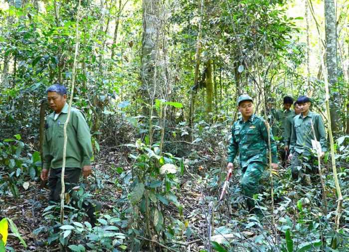Các đơn vị chủ rừng nâng cao trách nhiệm trong việc rà soát toàn bộ diện tích được giao quản lý, tăng cường tuần tra, kiểm tra.