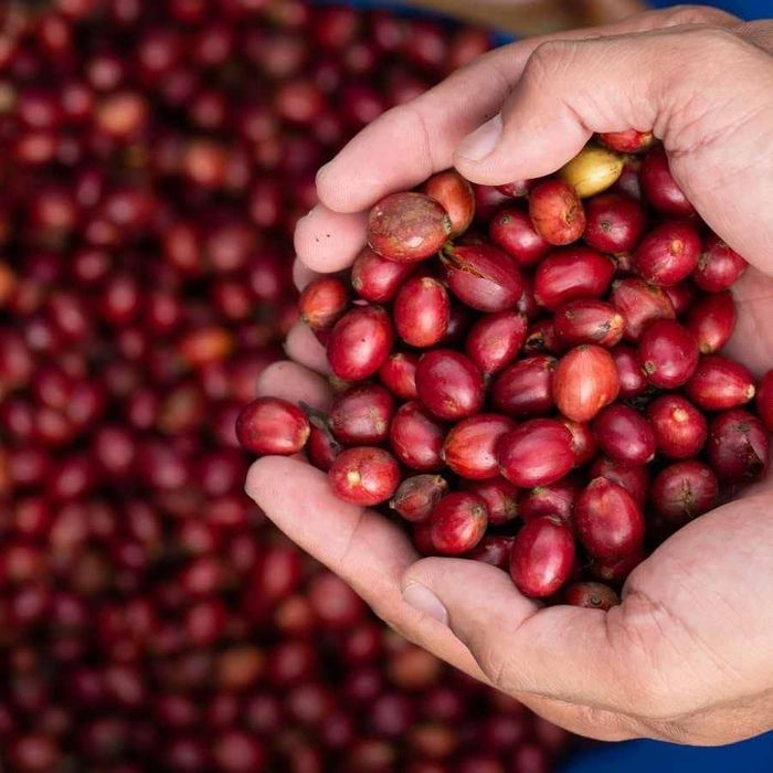 Giá cà phê nội địa đồng loạt tăng trở lại.