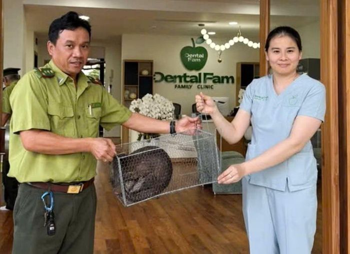 Cá thể rái cá đã được Hạt Kiểm lâm khu vực Nha Trang - Diên Khánh tiếp nhận sau khi người dân trình báo.