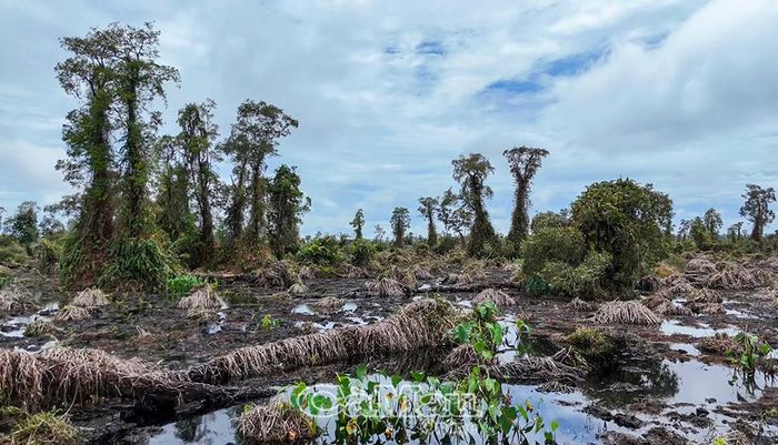 Một trong những nguyên nhân dẫn đến tình trạng tràm chết và ngã đổ là quá trình già hóa tự nhiên của rừng tràm kết hợp với sự suy thoái của hệ sinh thái đất than bùn.