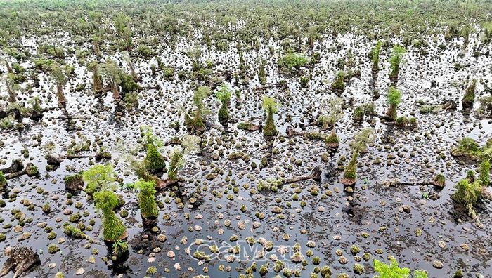 Nhiều khu vực tại Tiểu khu 1, thuộc phân khu bảo vệ nghiêm ngặt của Vườn Quốc gia U Minh Hạ, rừng tràm bị chết và ngã đổ, tạo nên những khoảng trống rộng lớn giữa vùng lõi bảo tồn.