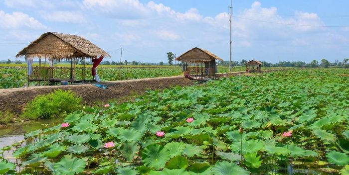 Một hồ sen ở Đồng Tháp, đang rất thành công với hệ sinh thái đặc trưng “Lúa - Sen - Cá”