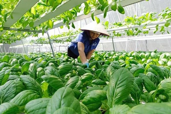 Ứng dụng công nghệ là khâu đột phá nhằm đưa nông nghiệp Việt Nam thành hình mẫu về phát triển nông nghiệp xanh. Ảnh minh họa.