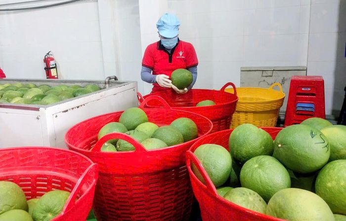Nông sản Việt có nhiều cơ hội mở rộng thị trường xuất khẩu. Ảnh: S.X