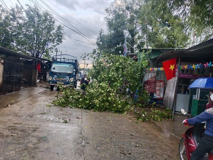 Nhiều cây xanh bị quật ngã sau khi lốc xoáy quét qua địa bàn xã Sơn Linh