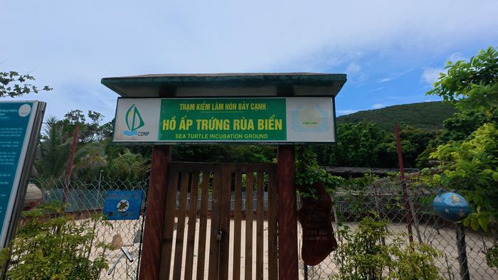 Rùa biển ấp trứng tại Côn Đảo