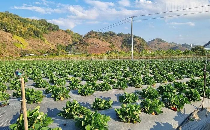 Các diện tích trồng dâu tây ở Sơn La sau khi sử dụng phân bón hữu cơ, chế phẩm sinh học, tưới nước tiết kiệm, tái sử dụng phụ phẩm nông nghiệp đã góp phần giảm chi phí sản xuất.