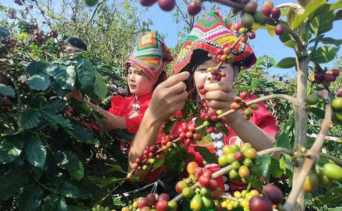 Rất nhiều diện tích trồng cà-phê ở Sơn La được sản xuất theo hướng hữu cơ, bảo đảm sản phẩm không chất bảo quản và bảo vệ được môi trường.