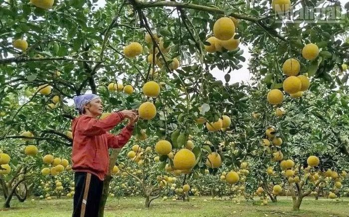Tỉnh Sơn La đang tập trung hướng cho người làm nông nghiệp áp dụng các tiêu chuẩn sản xuất an toàn như VietGAP, GlobalGAP, hữu cơ hoặc các tiêu chuẩn môi trường phù hợp.