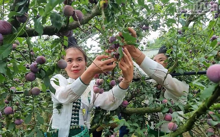 Thành viên Hợp tác xã Nông nghiệp Xuân Tiến, xã Yên Châu thu hoạch mận được canh tác theo hướng sử dụng chế phẩm sinh học, hạn chế thuốc bảo vệ thực vật.