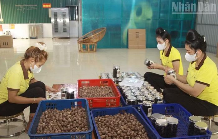 Ngoài việc bao tiêu sản phẩm cho người trồng tỏi, Hợp tác xã Tây Bắc, xã Yên Châu còn liên kết với các vùng trồng tỏi bảo đảm không sử dụng thuốc bảo vệ thực vật.