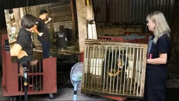 Lực lượng cứu hộ kiểm tra sức khỏe cá thể gấu ngựa trước khi vận chuyển về Trung tâm Cứu hộ Gấu Việt Nam tại Bạch Mã.